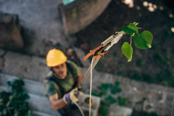 Best Emergency Tree Removal  in Shady Shores, TX