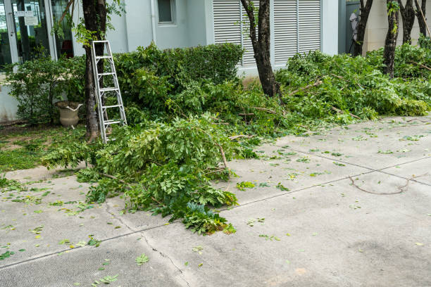 Best Weed Control  in Shady Shores, TX