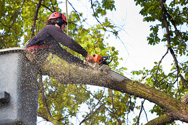 Best Hazardous Tree Removal  in Shady Shores, TX