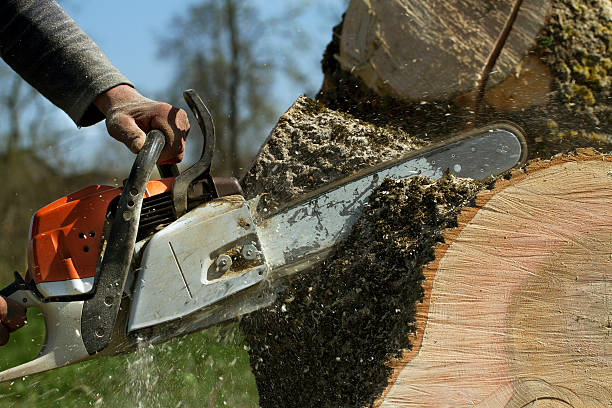 How Our Tree Care Process Works  in  Shady Shores, TX